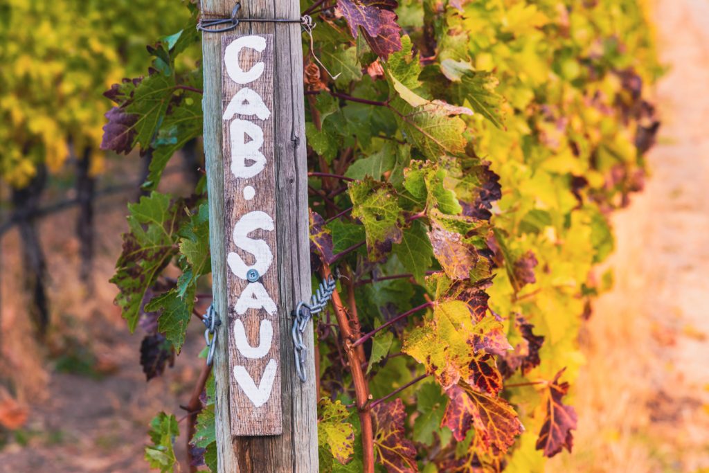cabernet sauvignon sign at vineyard