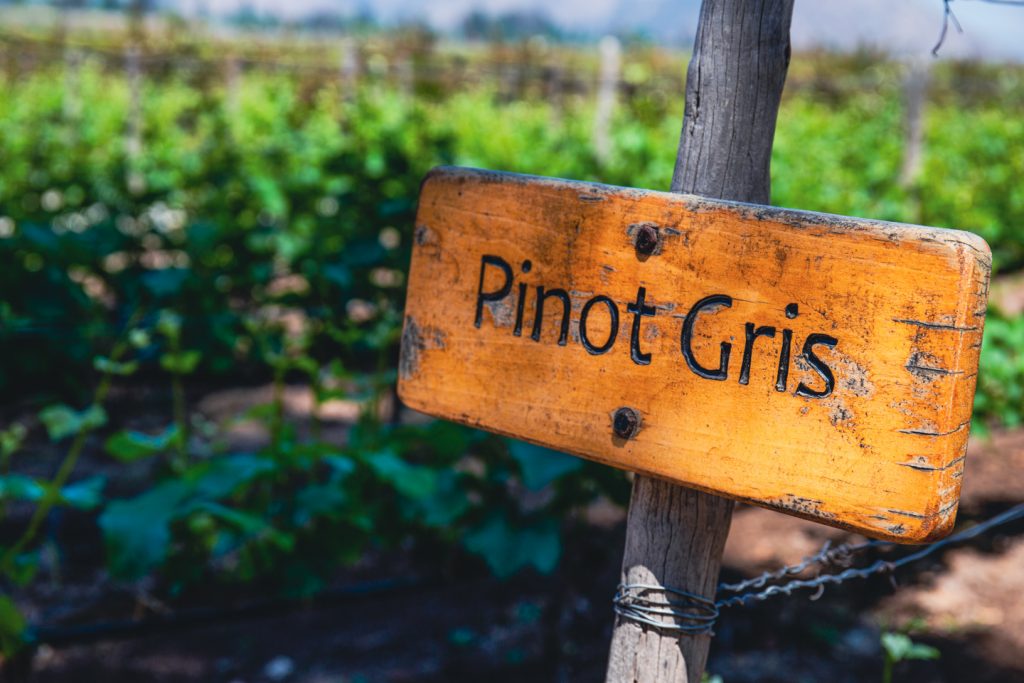 pinot gris sign at vineyard