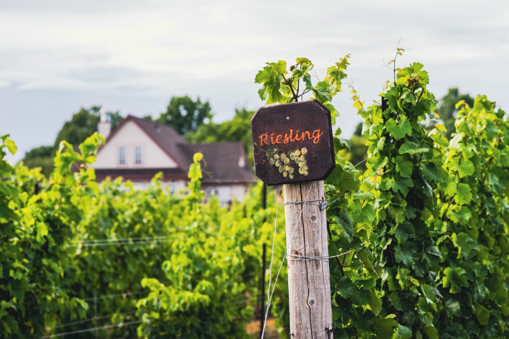 riesling sign at vineyard