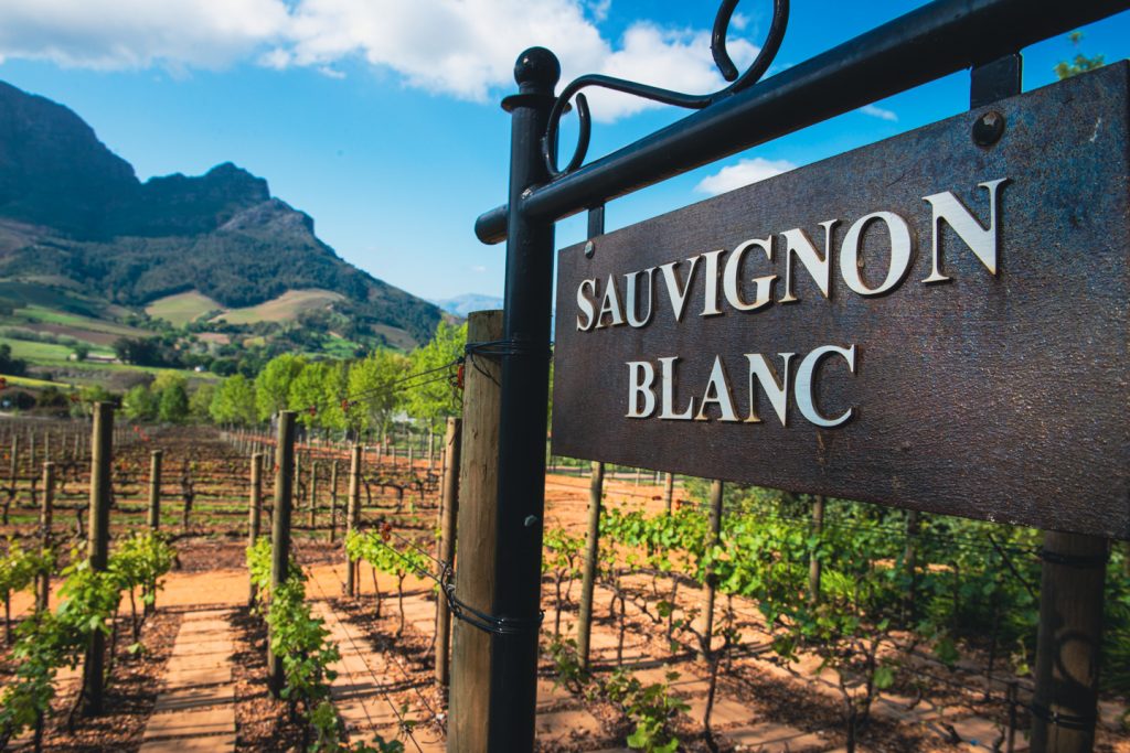 sauvignon blanc sign at vineyard